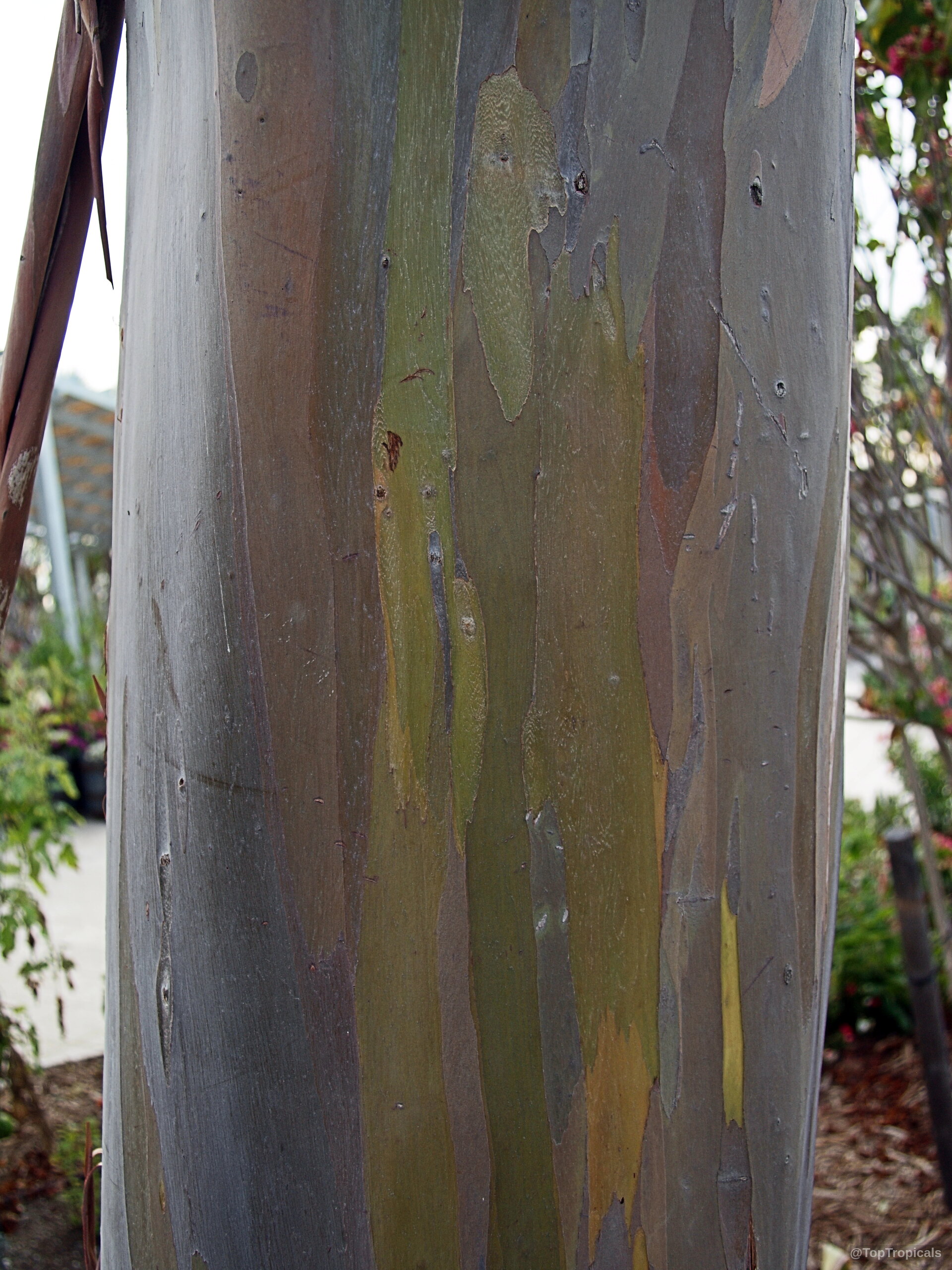 Eucalyptus deglupta (Rainbow Eucalyptus) smooth bark showing streaks of orange, brown, and lime green colors. Eucalyptus deglupta (Rainbow Eucalyptus) orange, green, and brown smooth bark tree trunk close up.
