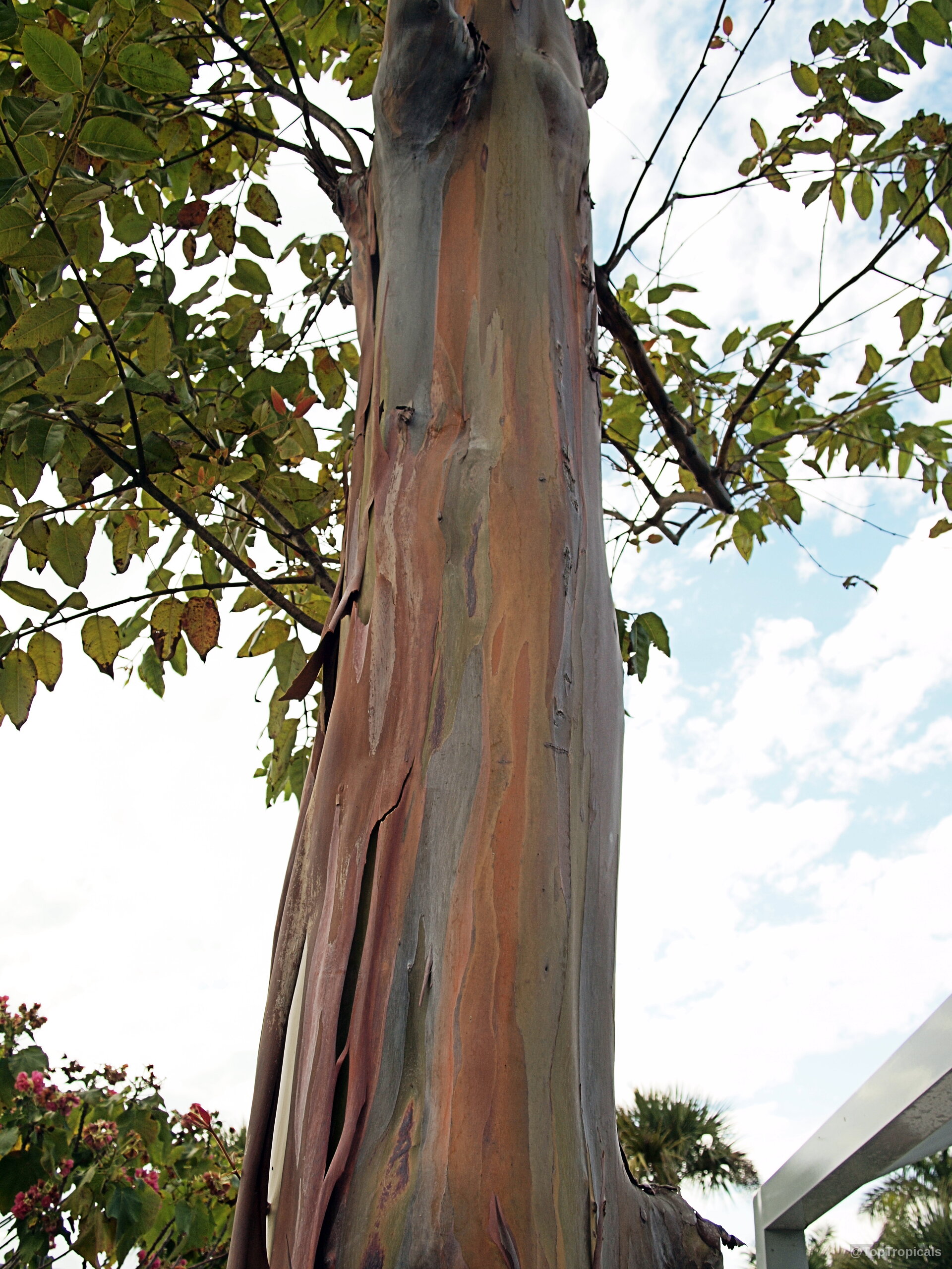 Eucalyptus deglupta (Rainbow Eucalyptus) trunk with layers of orange and green peeling bark on wood Eucalyptus deglupta (Rainbow Eucalyptus) orange green tree trunk with peeling bark close up