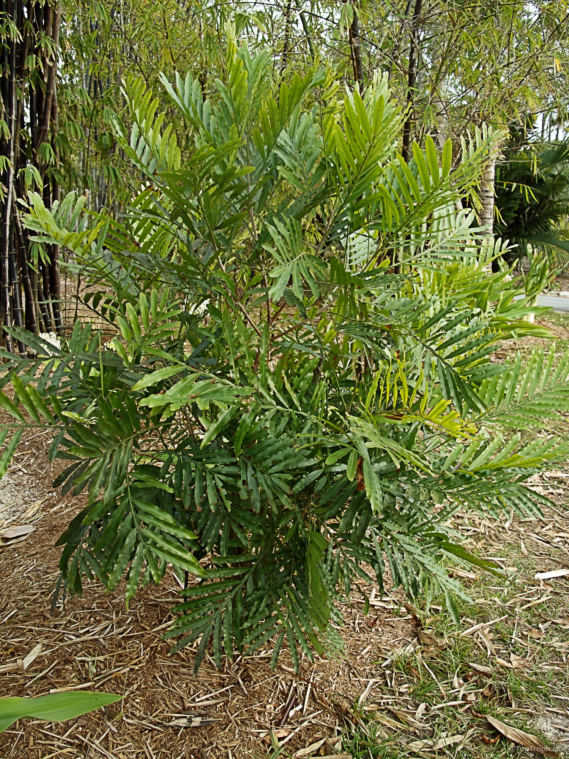 Filicium decipiens - Japanese Fern Tree Filicium decipiens - Japanese Fern Tree