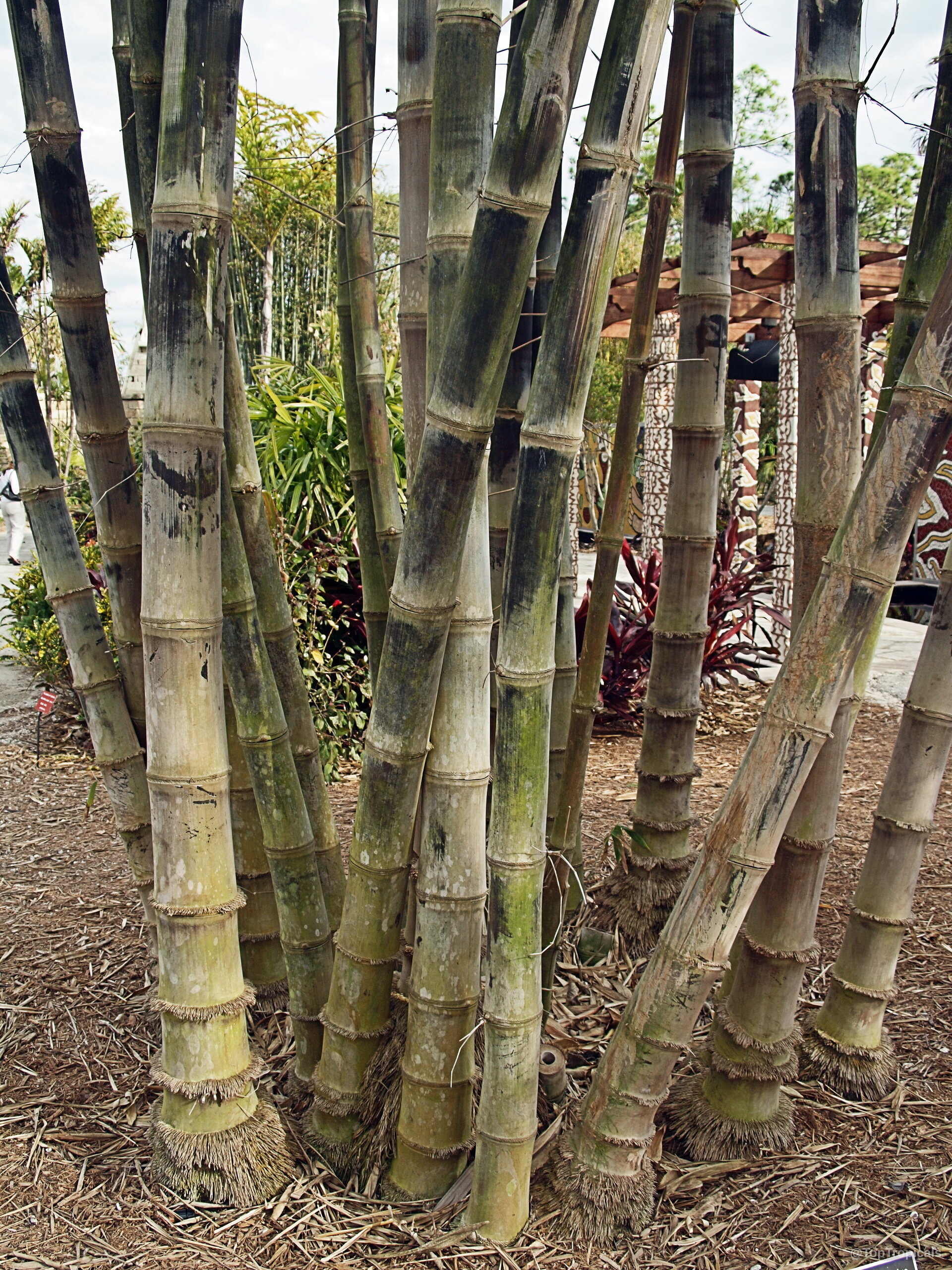 Gigantochloa sp. (Giant Bamboo) stems growing in a clump from the dry brown mulch ground cover. Gigantochloa sp. (Giant Bamboo) yellow green plant stems with dark vertical markings in ground soil.