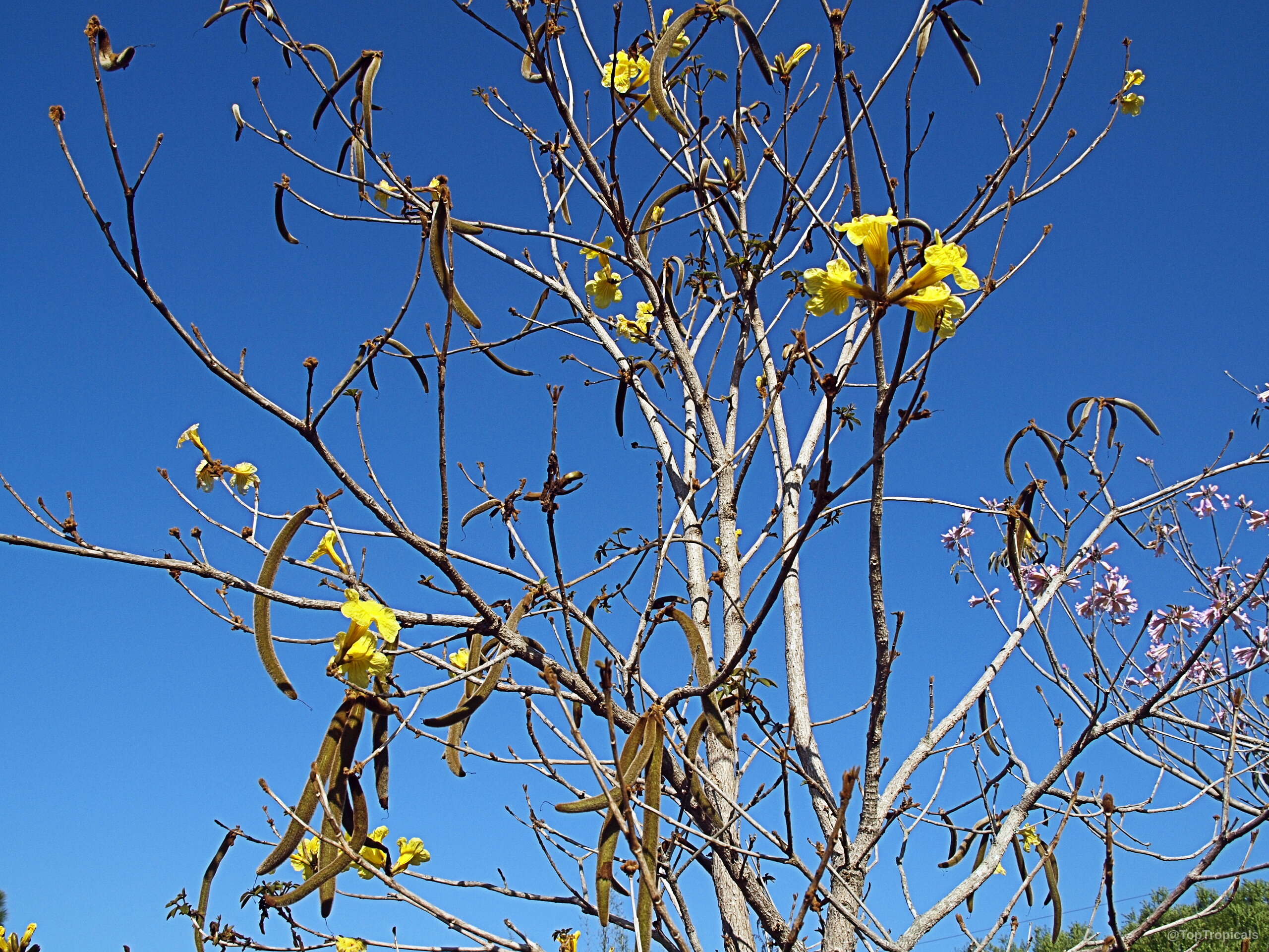 Handroanthus chrysotrichus (Dwarf Golden Tabebuia) with yellow flowers and long seed pods on bare wood Handroanthus chrysotrichus (Dwarf Golden Tabebuia) yellow flower and brown seed pods on bare branches