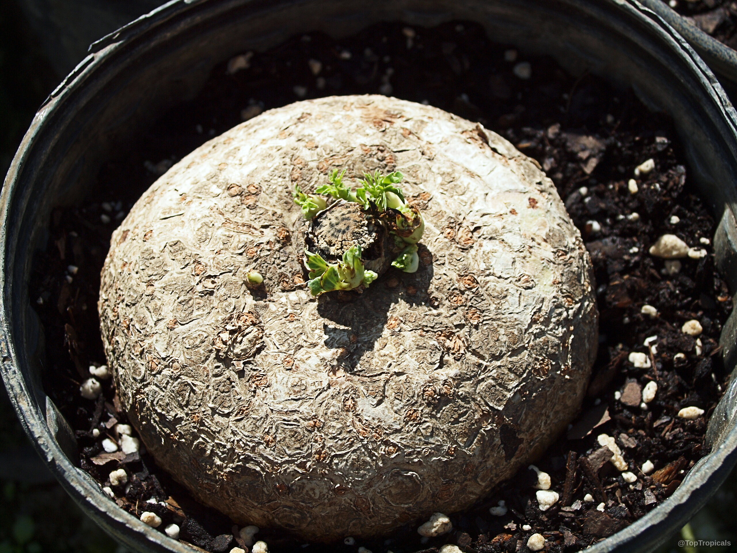 Jatropha berlandieri (Jatropha Buddah Belly) with a thick brown rounded caudex and small green foliage. Jatropha berlandieri (Jatropha Buddah Belly) brown textured caudex plant with green new growth close up.
