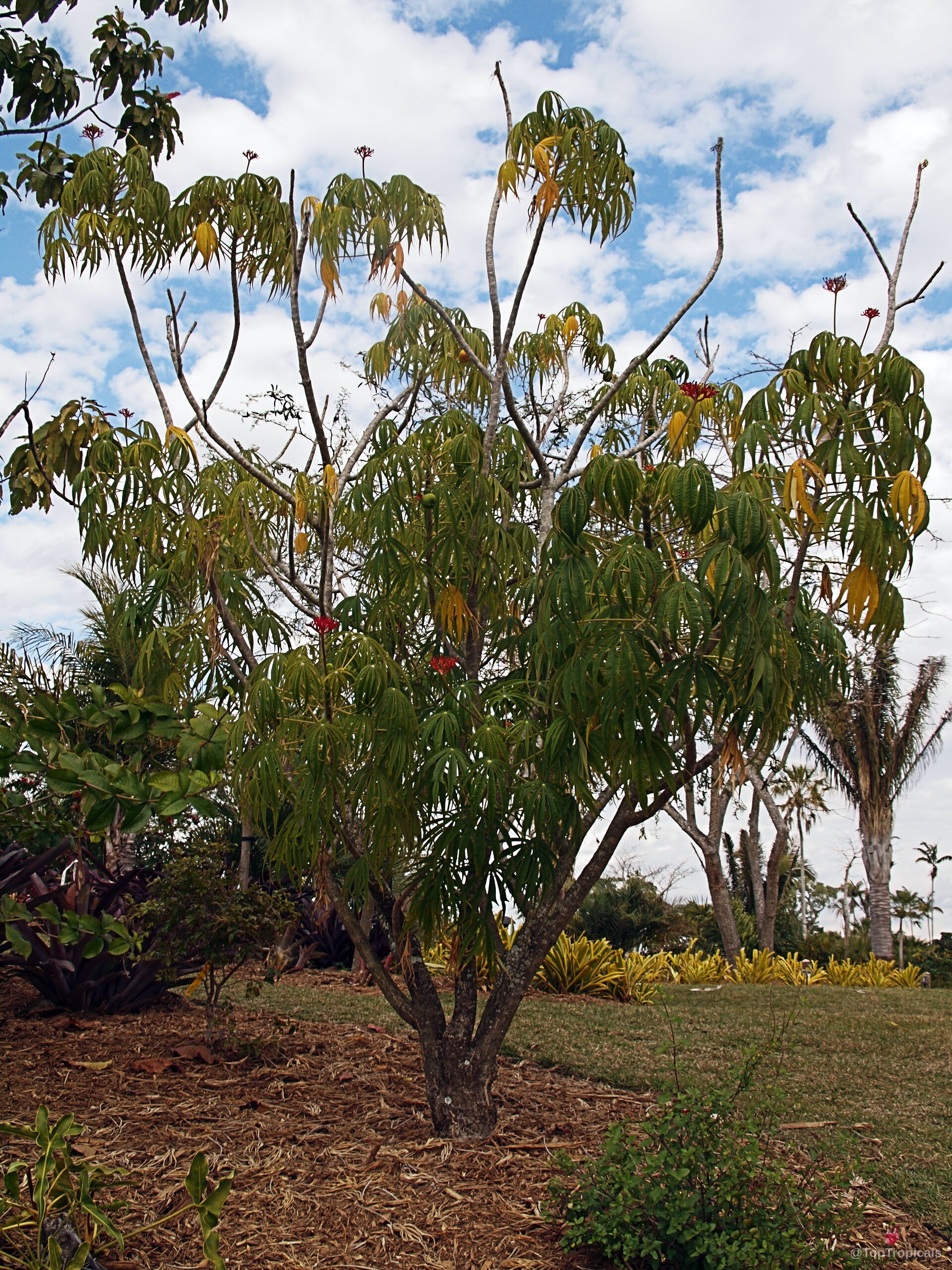 Jatropha multifida (Jatropha Tree) with distinctive lobed green leaves and clusters of red flowers. Jatropha multifida (Jatropha Tree) with green foliage and small red flowers on thin branches.