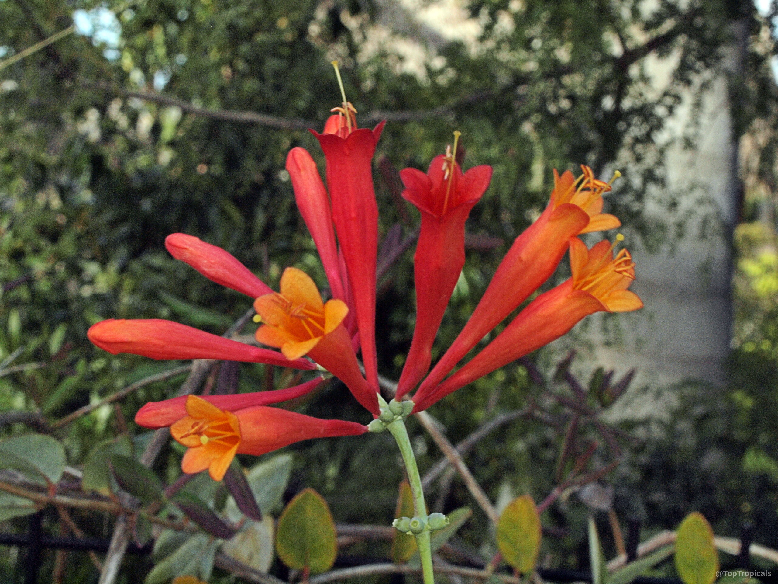 Lonicera sempervirens (Coral Honeysuckle) red orange flower cluster in a close up, natural setting
