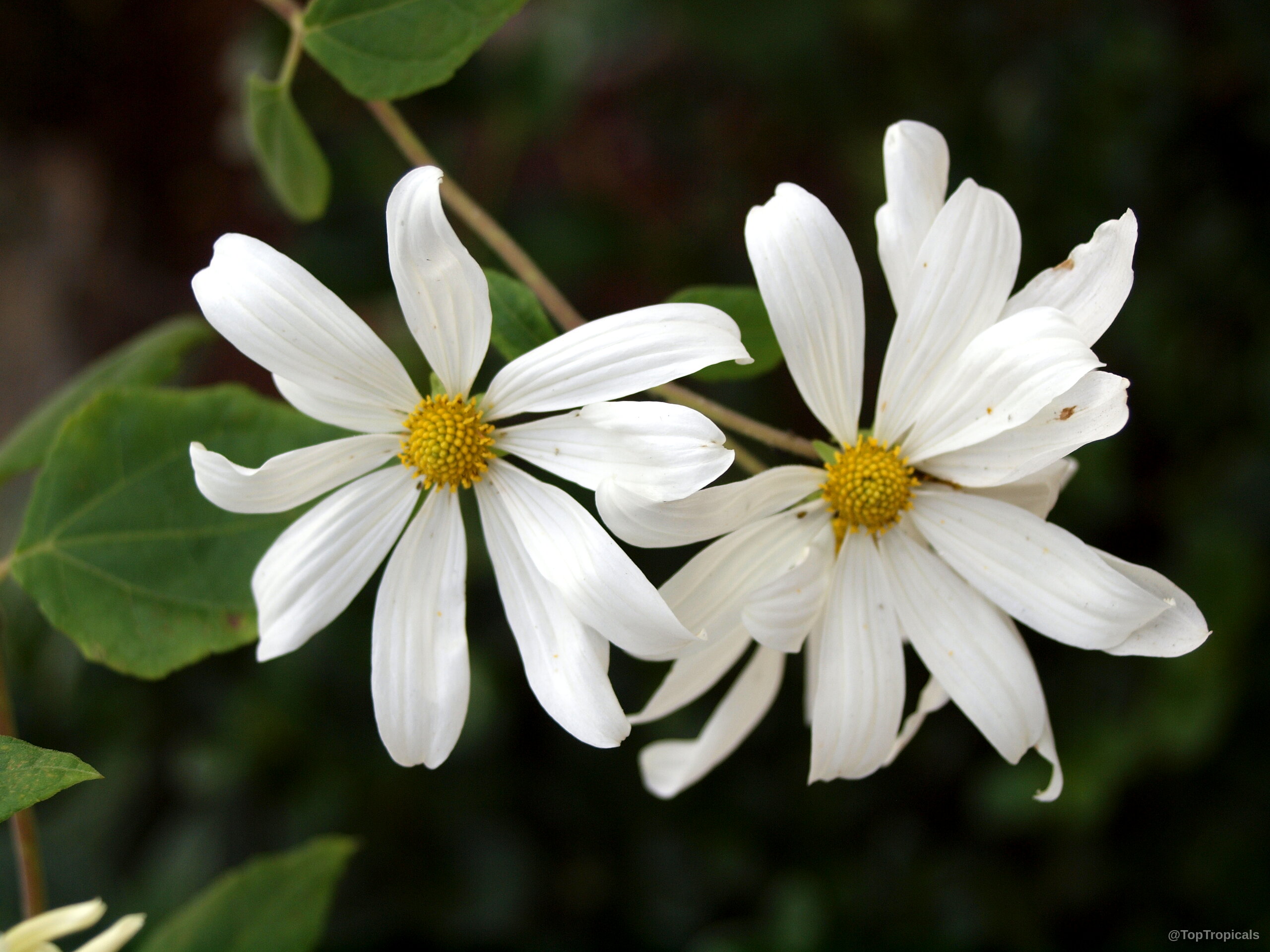 Montanoa atriplicifolia (Daisy Vine) showing two white flowers with prominent yellow centers among green leaves. Montanoa atriplicifolia (Daisy Vine) with white flowers and yellow centers in a close up.