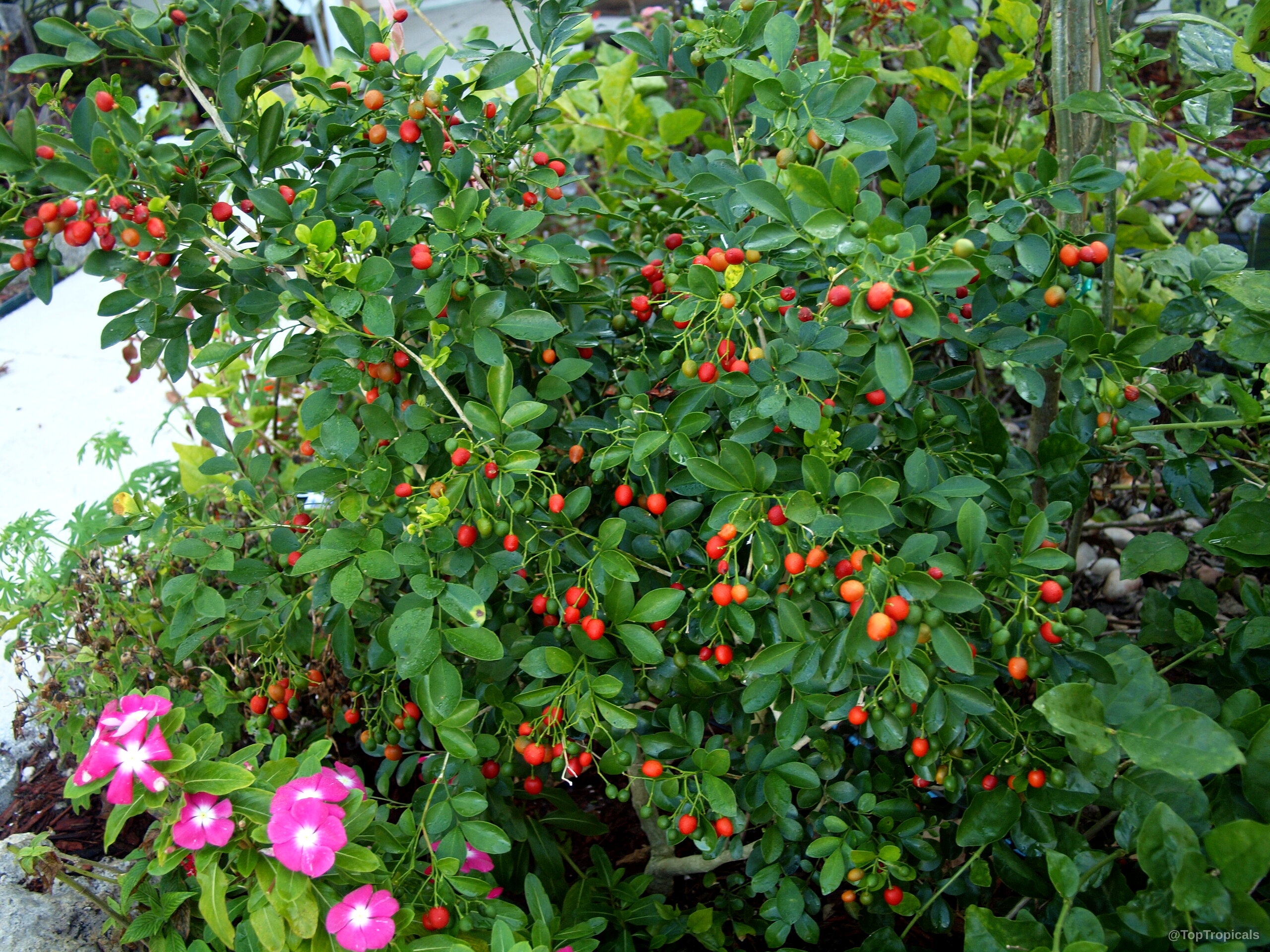 Murraya paniculata (Miniature Orange Jasmine) 'Minima' carries many small red berries among deep green foliage. Murraya paniculata (Miniature Orange Jasmine) 'Minima' plant with small red fruit and green leaves.