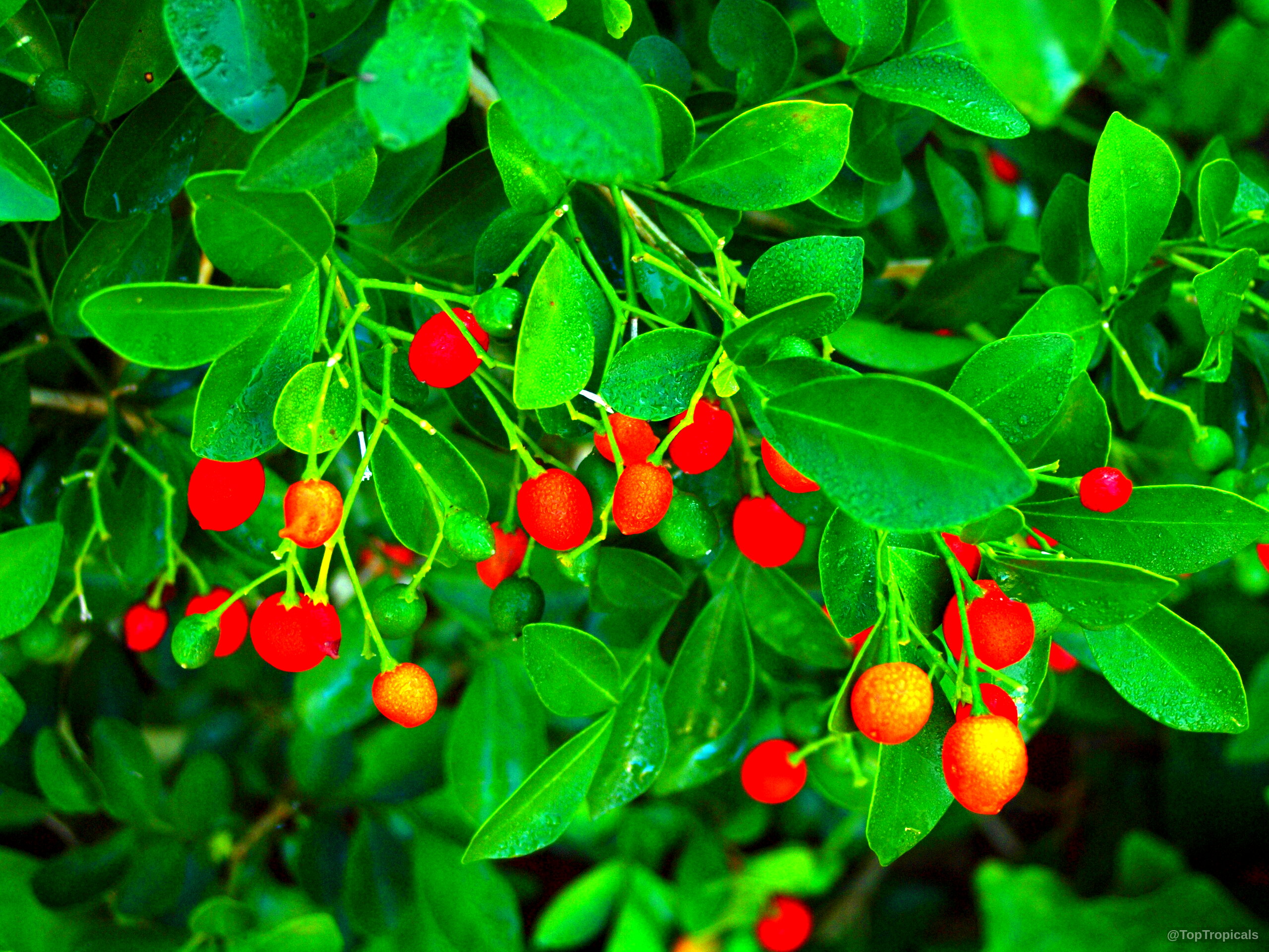Murraya paniculata (Miniature Orange Jasmine) 'Minima' displaying numerous round pink fruit among small green foliage Murraya paniculata (Miniature Orange Jasmine) 'Minima' with round pink fruit on lush green plant