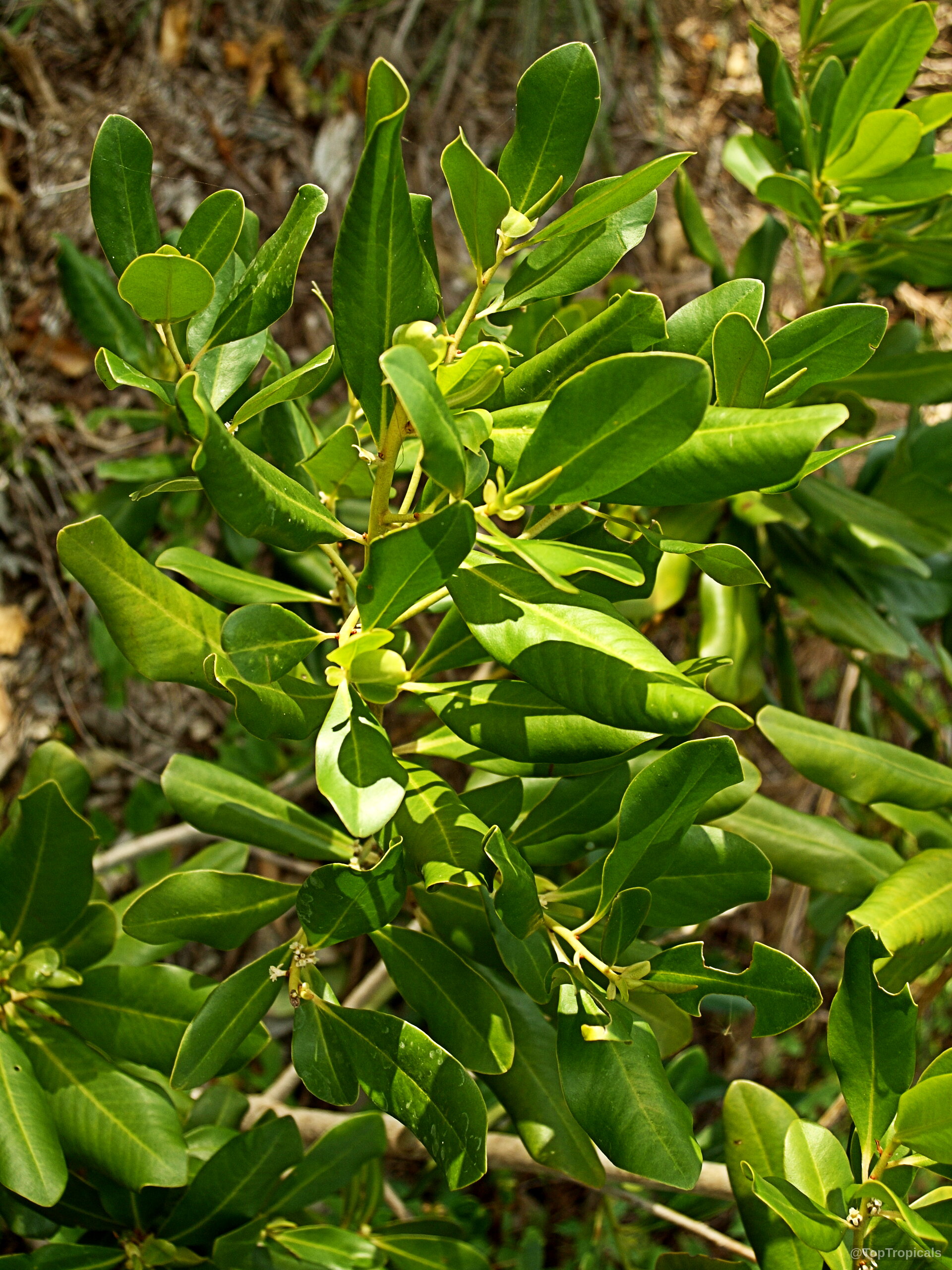 Myrsine cubana (Myrsine) stems hold dense clusters of smooth green leaves along thin branches. Myrsine cubana (Myrsine) with thick green leaves on a woody branch in close up.
