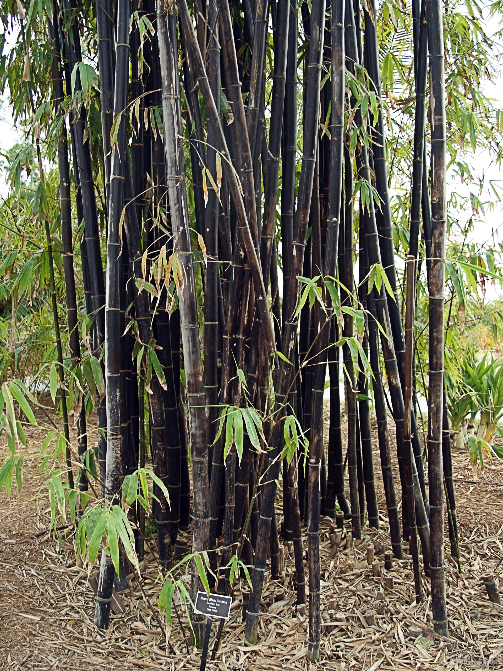Phyllostachys nigra (Black Bamboo) stems rise upward with slender green leaves attached to dark joints Phyllostachys nigra (Black Bamboo) tall vertical dark charcoal plant stalks with narrow green leaves