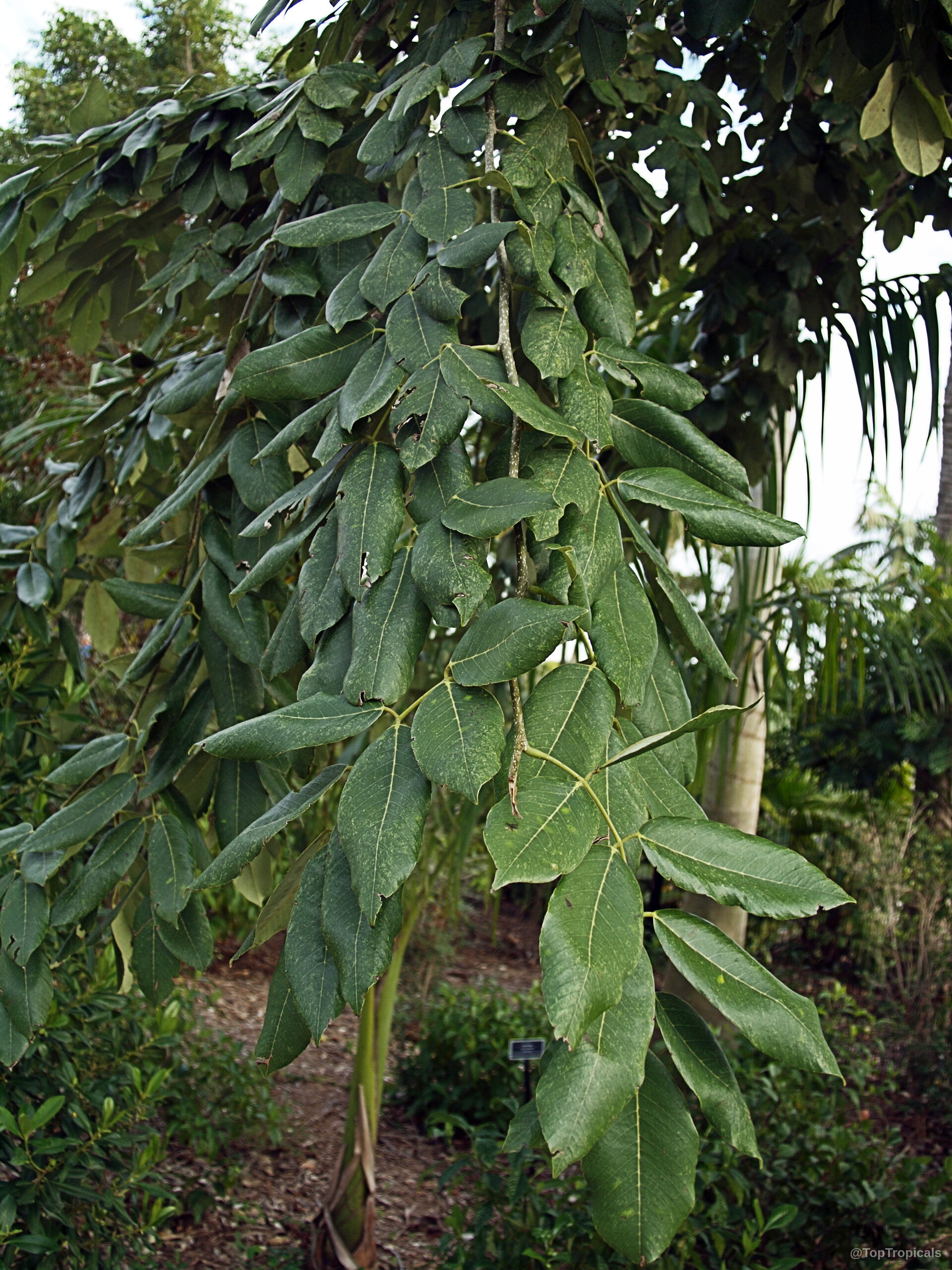 Piscidia piscipula (Jamaica Dogwood) leaves with elongated oval shapes hanging from a thick woody branch Piscidia piscipula (Jamaica Dogwood) green leaves on a woody branch hanging downward in sunlight