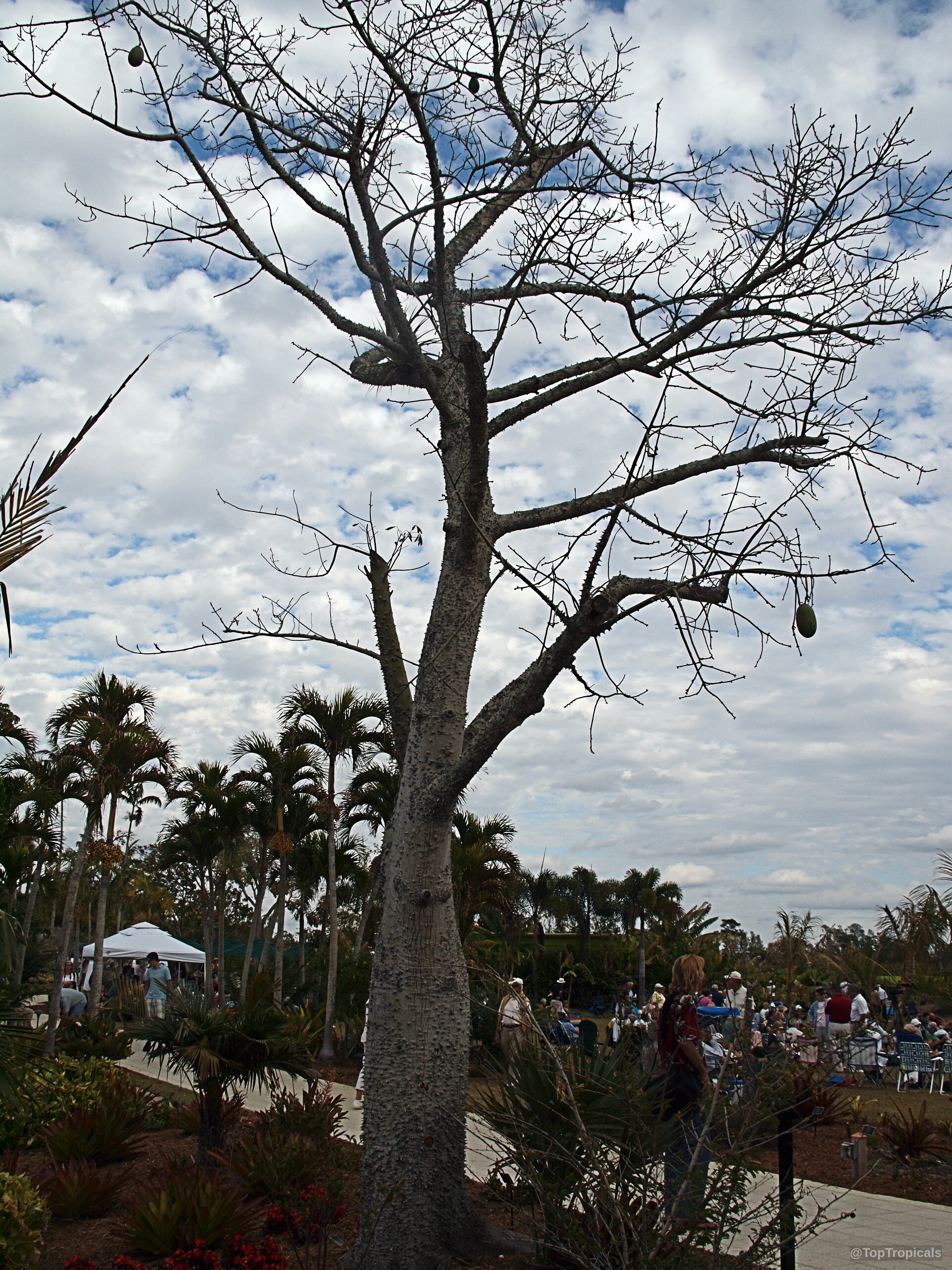 Pseudobombax marginatum (Peroto del Monte) tree with gray bark and green fruit on bare branches. Pseudobombax marginatum (Peroto del Monte) tree with gray bark and green fruit against sky