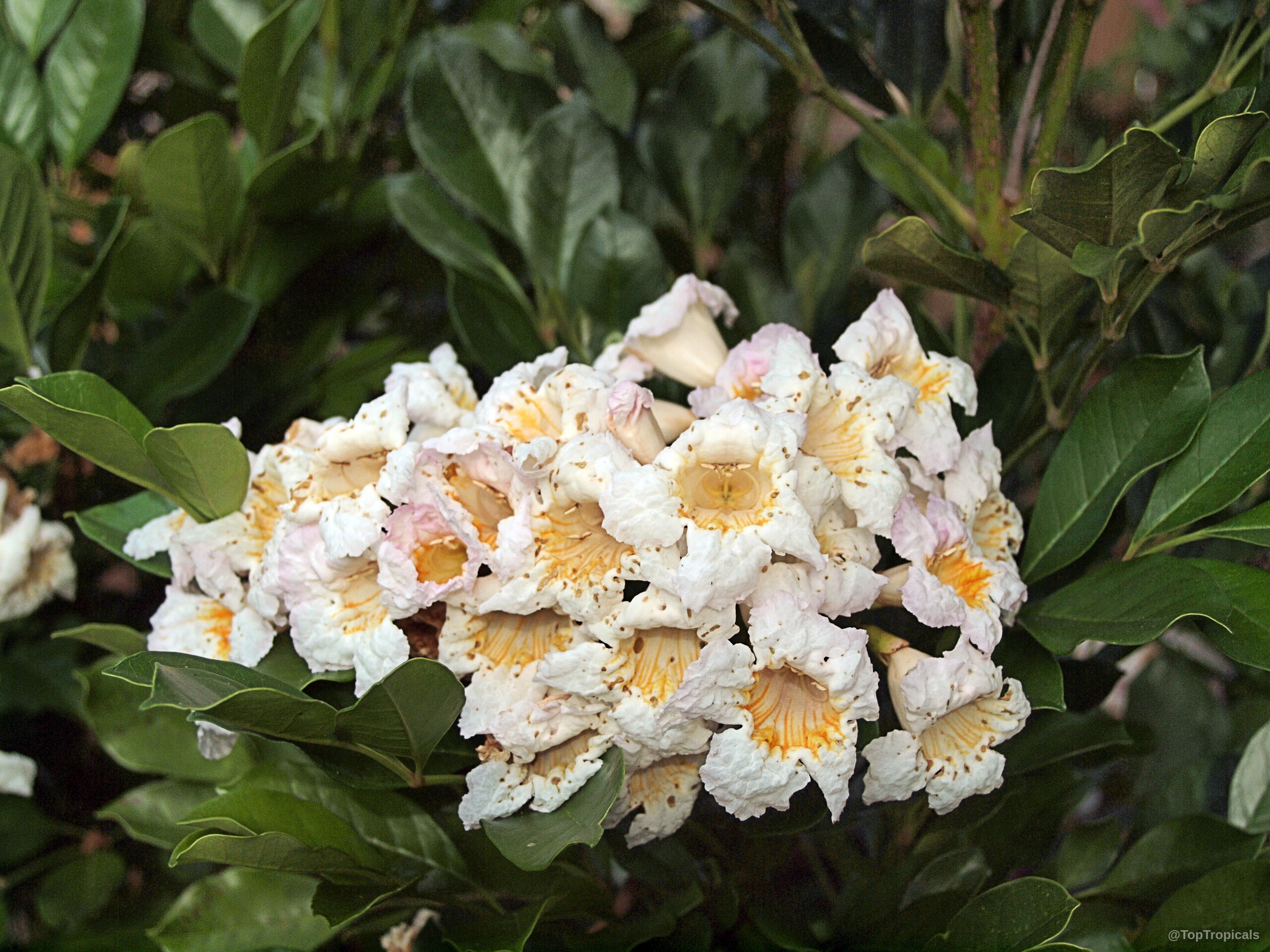 Radermachera sp. Kunming (Dwarf Tree Jasmine) 'Kunming' white and yellow flowers among deep green leaves. Radermachera sp. Kunming (Dwarf Tree Jasmine) 'Kunming' white and yellow flower cluster close up
