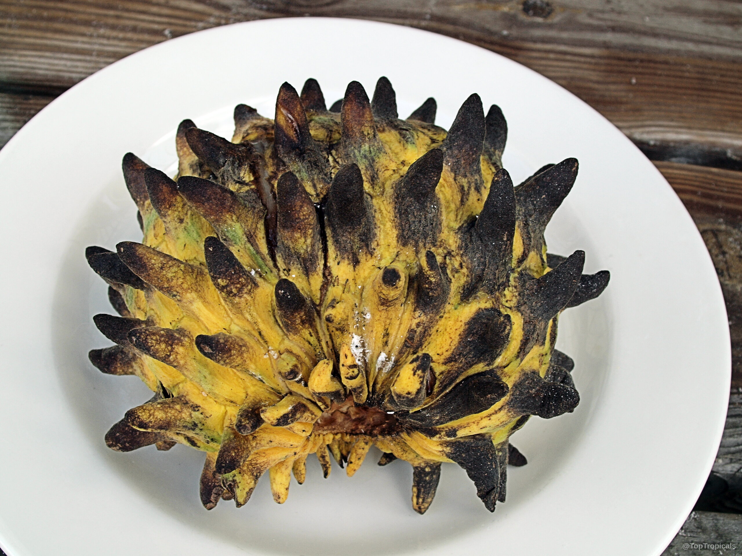 Rollinia deliciosa (Biriba) yellow fruit with dark brown spikes sitting on a plate. Rollinia deliciosa (Biriba) yellow fruit with dark brown spikes in a close up image