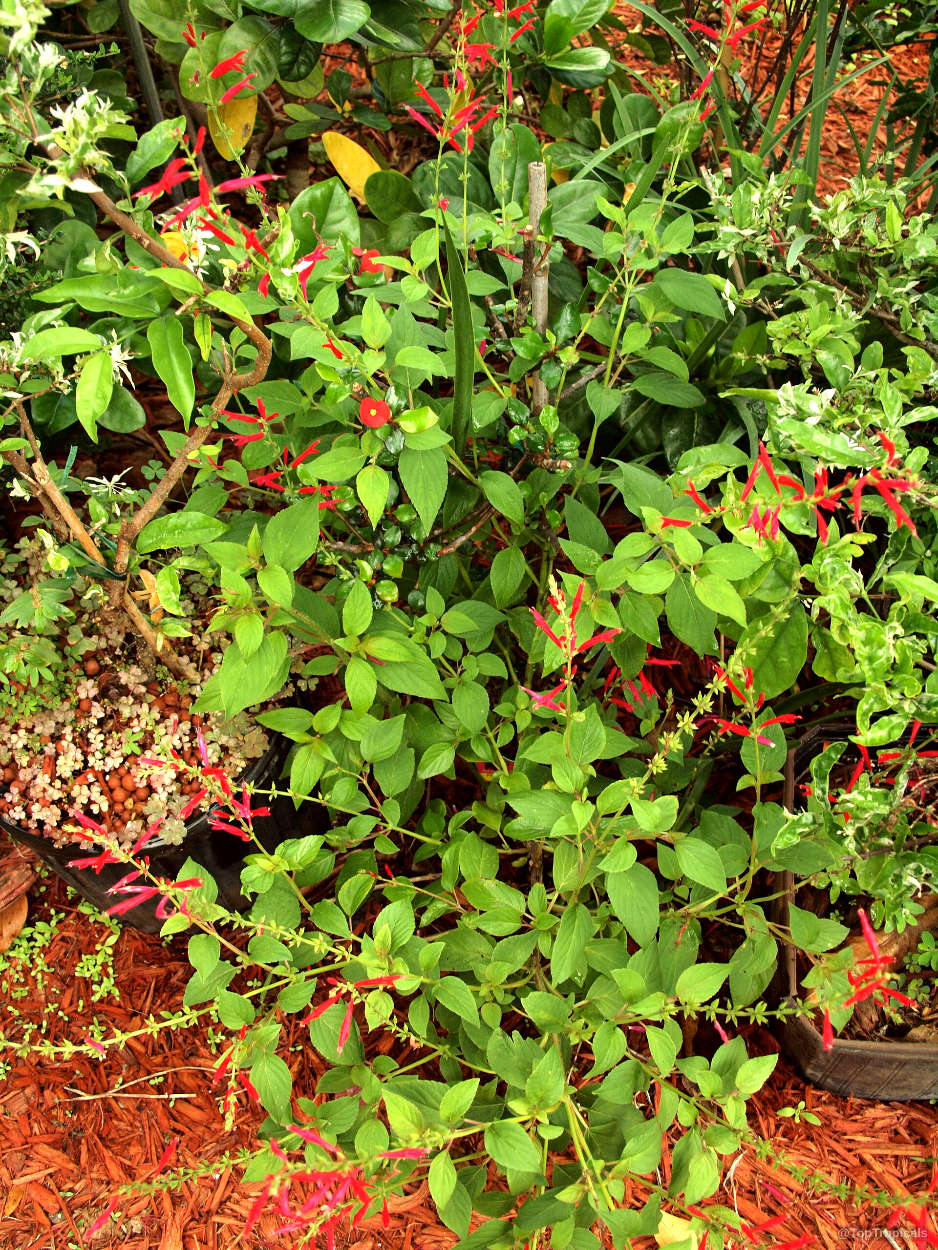 Salvia elegans (Pineapple Sage) with thin red flower spikes growing in a black container Salvia elegans (Pineapple Sage) plant with thin red flower spikes growing in a black container
