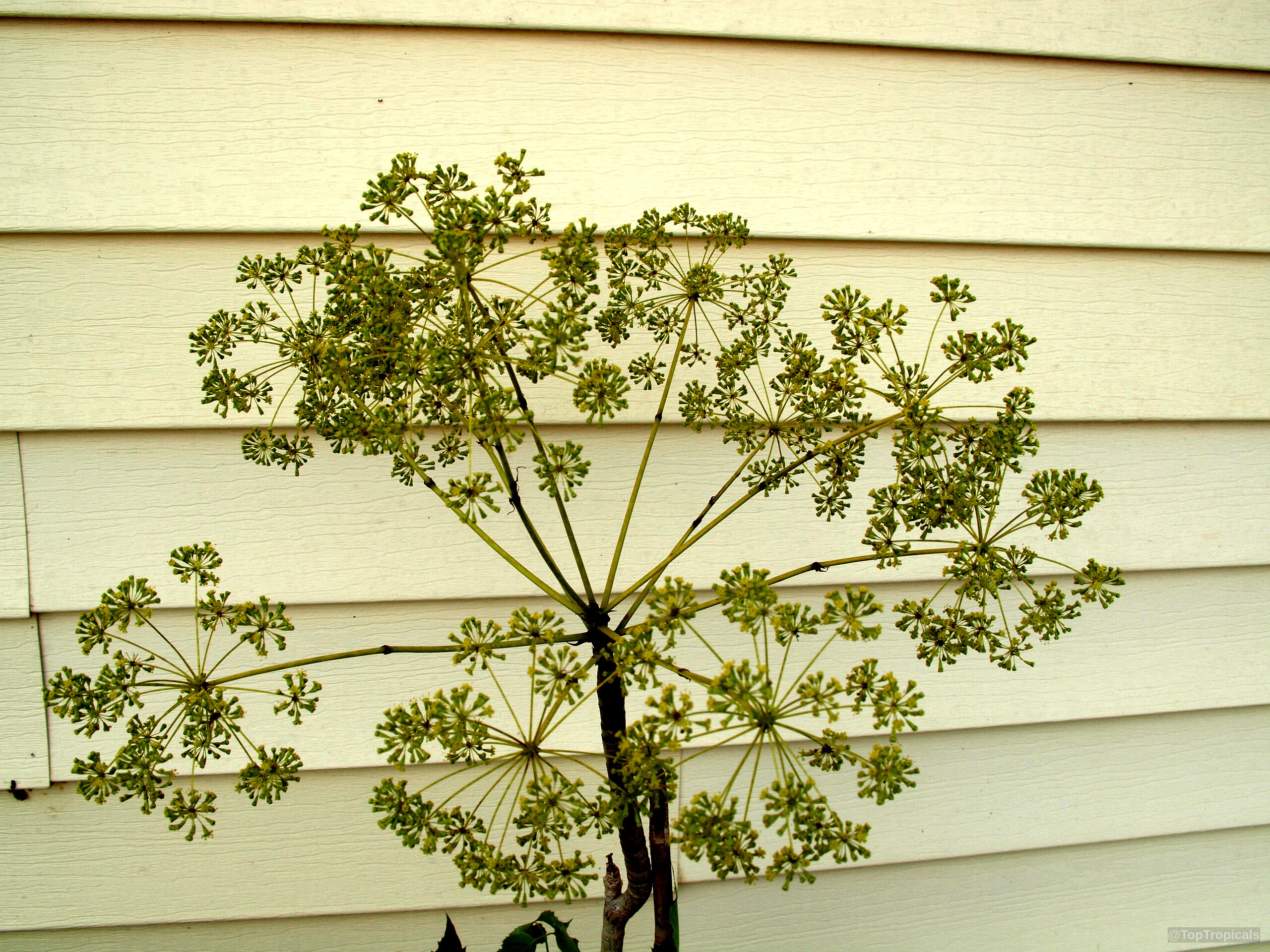 Steganotaenia araliacea (Carrot Tree) with delicate green flower umbels expanding from a central woody stem. Steganotaenia araliacea (Carrot Tree) with green umbrella-shaped flower clusters in a close up.