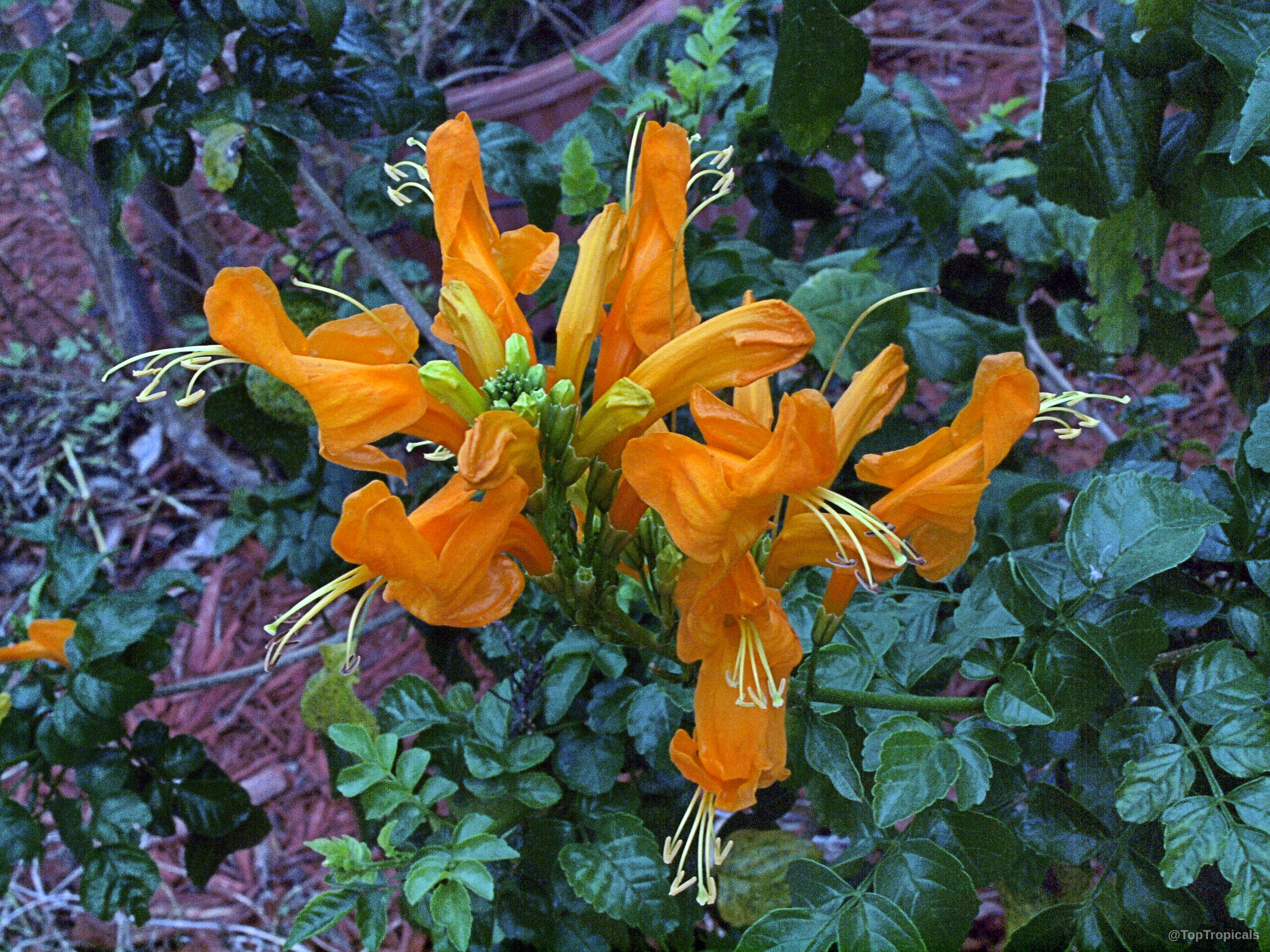 Tecomaria capensis (Salmon tecomaria) 'Salmon' orange tubular flower cluster growing among deep green serrated leaves. Tecomaria capensis (Salmon tecomaria) 'Salmon' orange flower, close up of tubular petal plant cluster