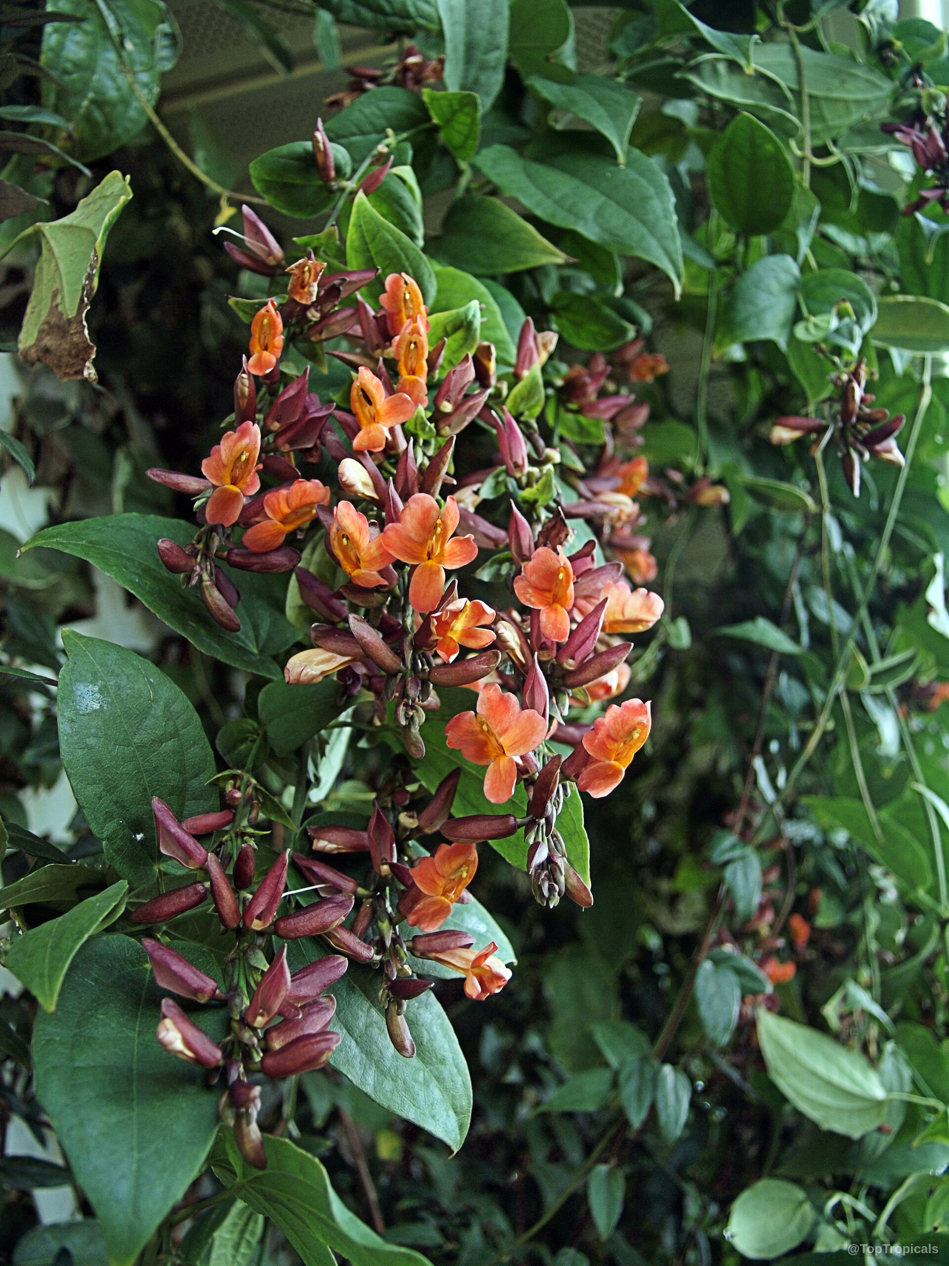 Thunbergia coccinea (Scarlet Thunbergia) clusters of tubular orange flowers trailing along dark green vine foliage Thunbergia coccinea (Scarlet Thunbergia) orange flower on climbing vine with dense green leaves