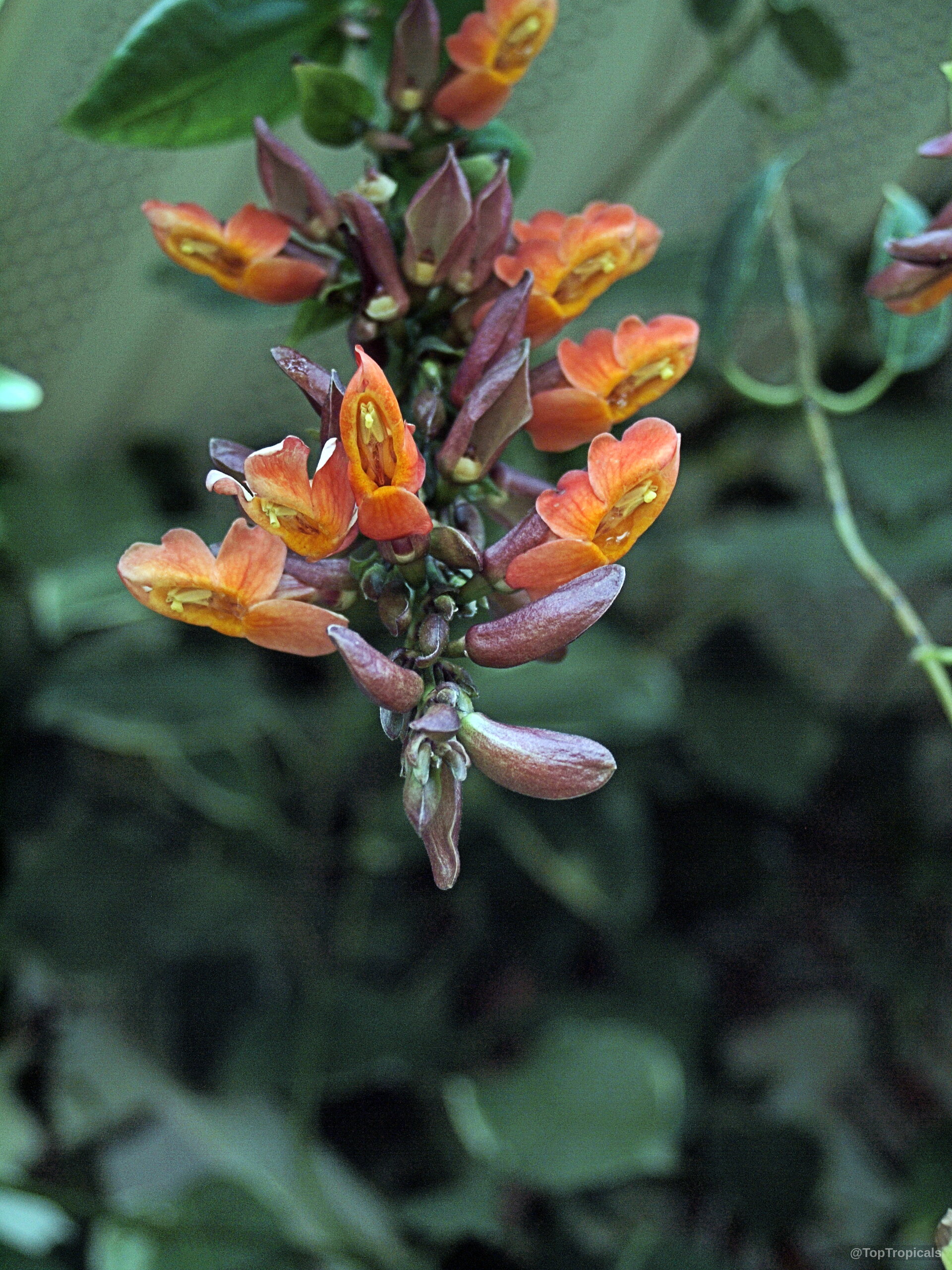 Thunbergia coccinea (Scarlet Thunbergia) flower cluster with distinct orange petals and dark reddish buds. Thunbergia coccinea (Scarlet Thunbergia) orange flower cluster, close up image of tropical climbing plant.