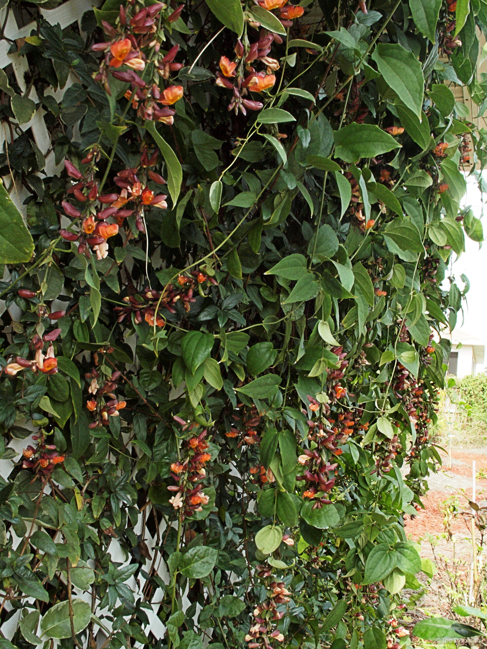 Thunbergia coccinea (Scarlet Thunbergia) growing on a white lattice with many drooping orange red flower clusters. Thunbergia coccinea (Scarlet Thunbergia) orange red flower plant on a vertical white lattice