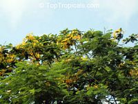 Delonix regia var. flavida, Golden Royal Poinciana, Yellow Poinciana

Click to see full-size image