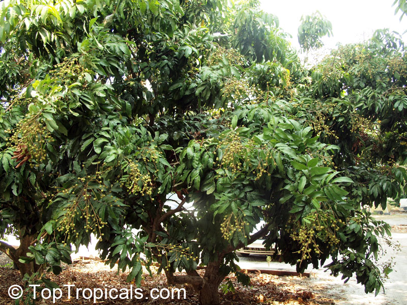 Dimocarpus longan, Euphoria longana, Nephelium longana, Longan, Dragon's Eye