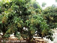 Dimocarpus longan, Euphoria longana, Nephelium longana, Longan, Dragon's Eye

Click to see full-size image
