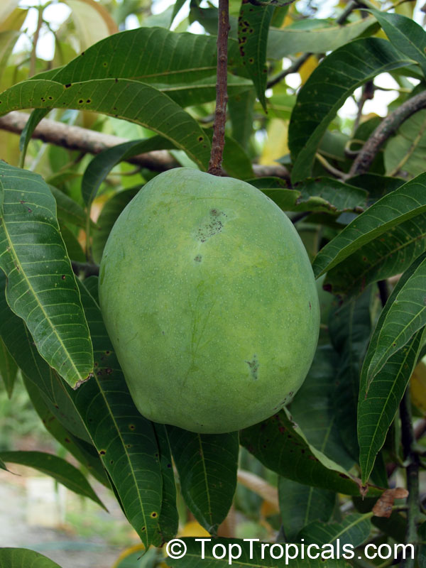 Mango tree Delores, Grafted (Mangifera indica)