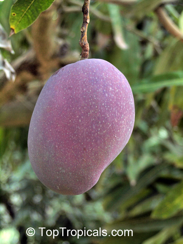 Mango tree Tommy Atkins, Grafted (Mangifera indica)
