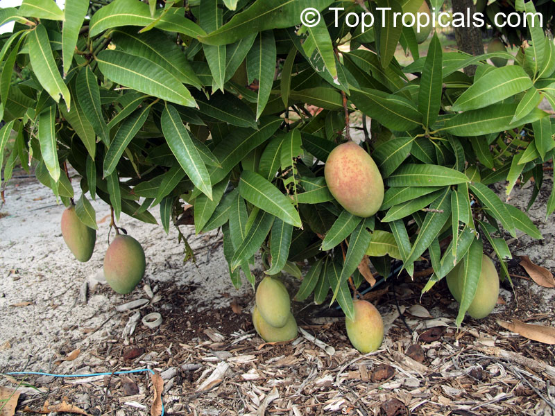 Mango tree with fruits