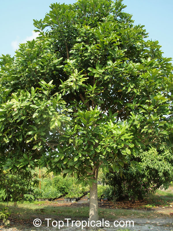 Mangifera casturi, Kalimantan Mango, Kasturi