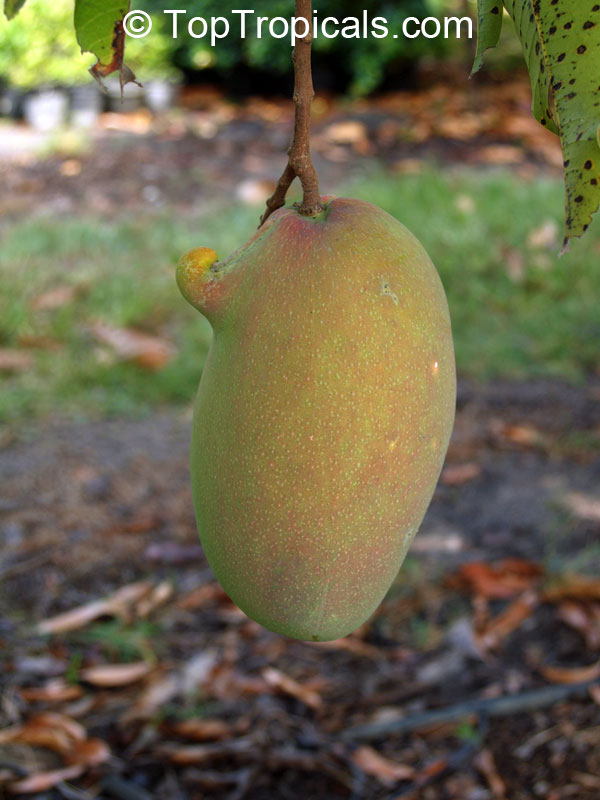 Mango tree Rosigold, Grafted (Mangifera indica)