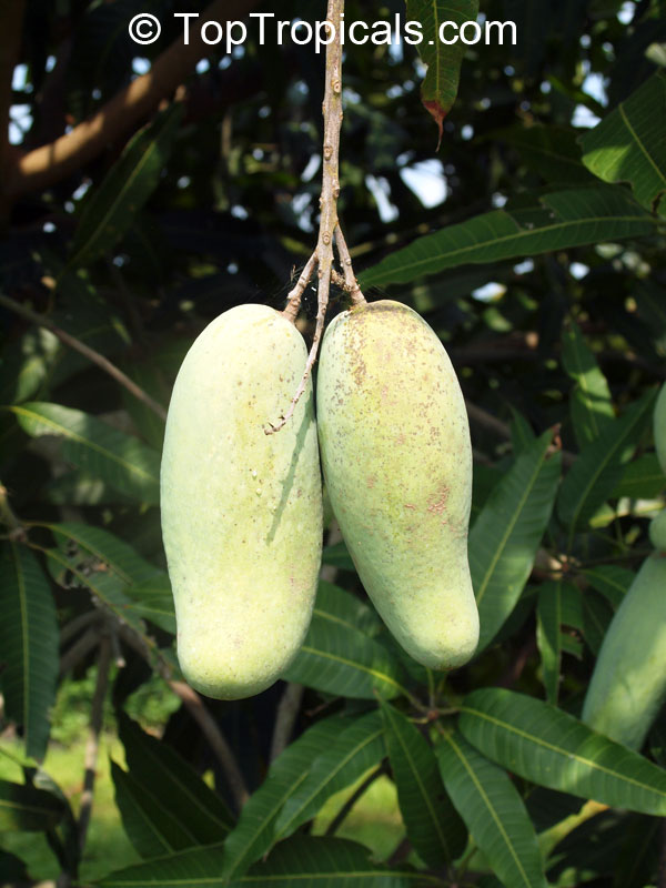 Mango tree Gao Lim Krong, Grafted (Mangifera indica)