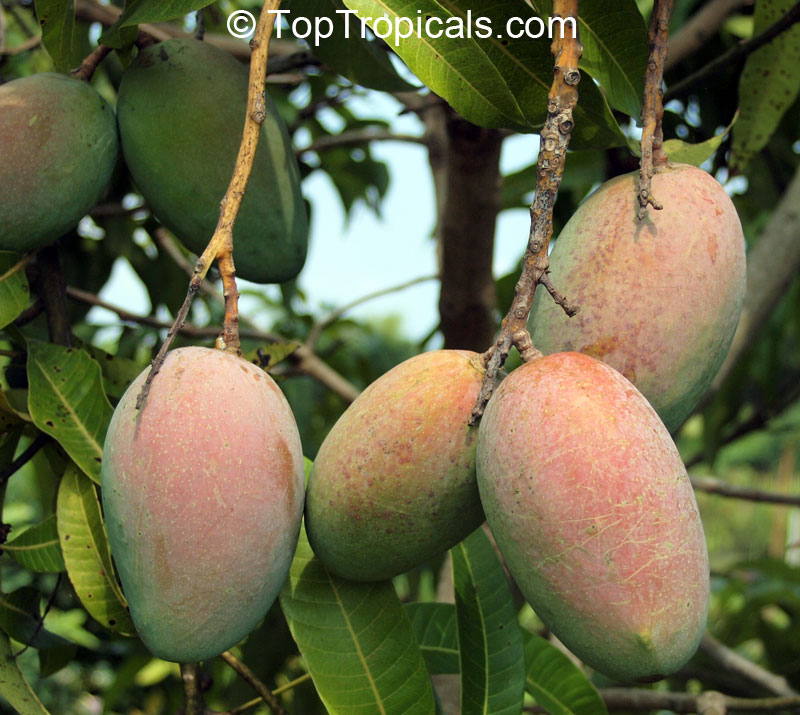 Mango Tree Alphonso Grafted 3 Gal/10" Pot Mangifera indica Live Tropical 18-24" 