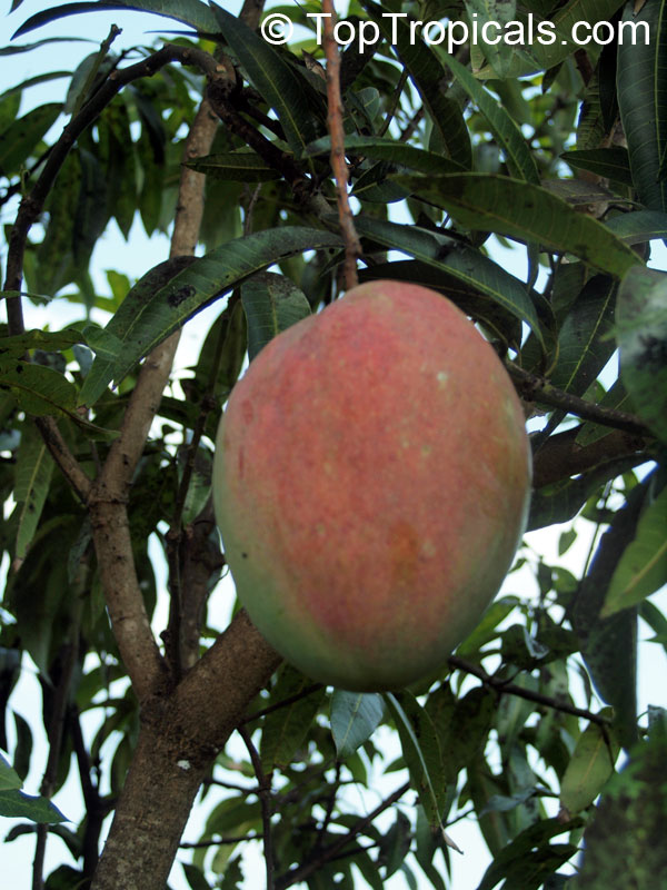 Mango tree Excalibur, Grafted (Mangifera indica)