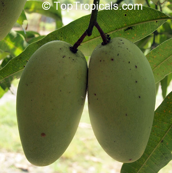 Mango tree Cac, Grafted (Mangifera indica)