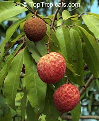Litchi chinensis, Nephelium litchi, Lychee, Lichee

Click to see full-size image