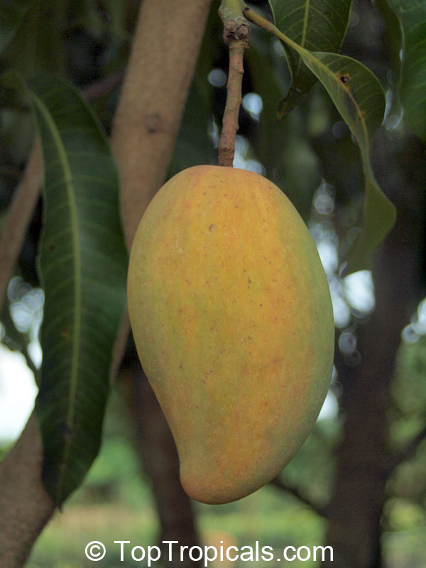 Mango tree Manilita, Grafted (Mangifera indica)