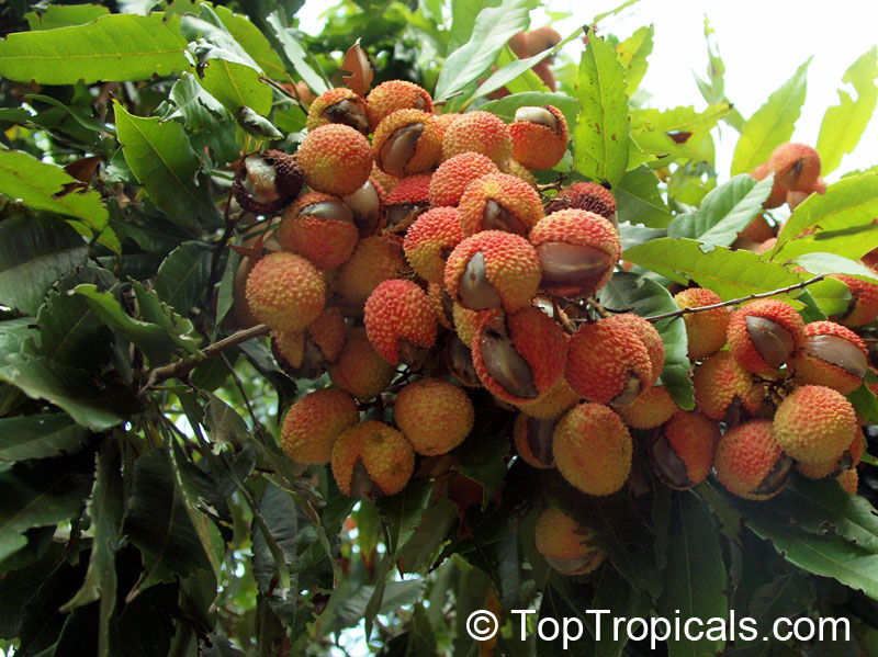 Litchi chinensis - Lychee tree, fruit