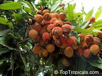 Litchi chinensis, Nephelium litchi, Lychee, Lichee