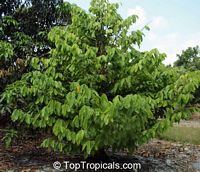 Quararibea funebris, Rosita de Cacao, Cabezona, Molinillo, Funeral Tree

Click to see full-size image