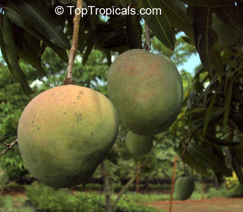 Mango tree Wise, Grafted (Mangifera indica)