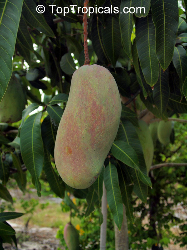 Mango tree Valencia Pride, Grafted (Mangifera indica)