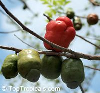 Spondias purpurea, Purple Mombin, Hog Plum, Ciruela, Jocote