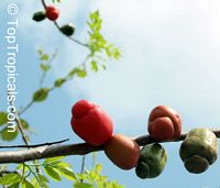 Spondias purpurea, Purple Mombin, Hog Plum, Ciruela, Jocote
