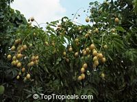 Clausena lansium, Clausena punctata, Cookia wampi, Quinaria lansium, Wampee, Wampi

Click to see full-size image