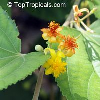 Grewia asiatica, Grewia subinaequalis, Phalsa, Falsa, Sherbet Berry

Click to see full-size image