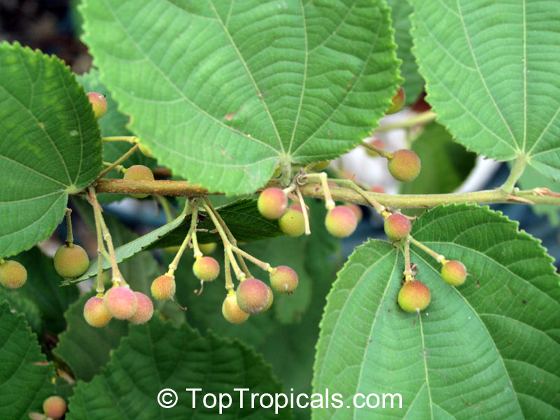 Grewia asiatica, Grewia subinaequalis, Phalsa, Falsa, Sherbet Berry