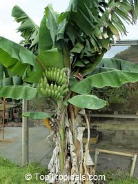 Musa - Banana Dwarf Namwah (Nam Weh)

Click to see full-size image