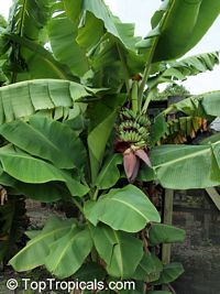 Musa sp., Banana, Bananier Nain, Canbur, Curro, Plantain

Click to see full-size image