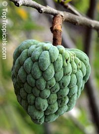 Annona squamosa (Аннона чешуйчатая) - растение